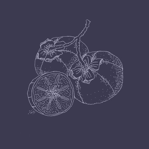 11 Sun Ssukgat tomatoe illustration blue background copy